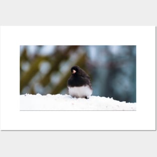 Dark-eyed Junco In The Snow Posters and Art